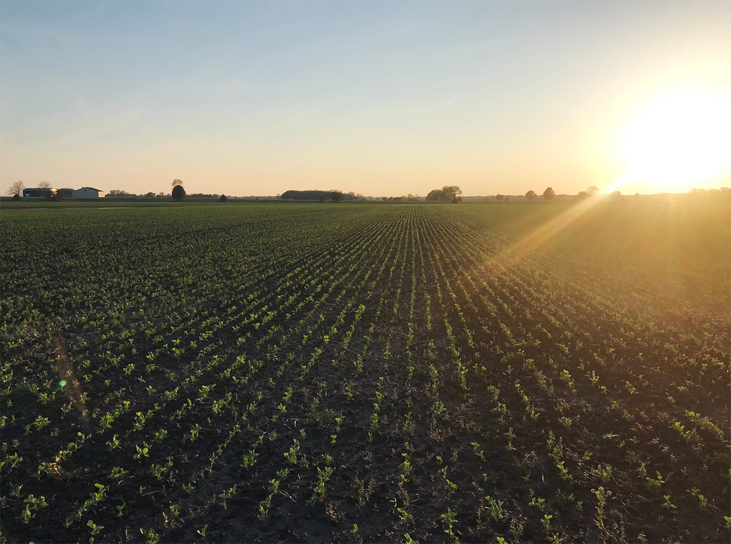 More than just an ingredient we grow, pea vine has a number of